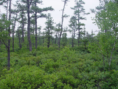 Picture Showing Pitch Pine Bog community