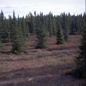 Photo: Black Spruce Barren natural community