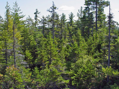 Photo: Spruce - Pine Woodland