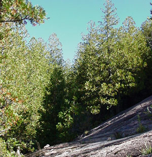 Photo: White Cedar Woodland community