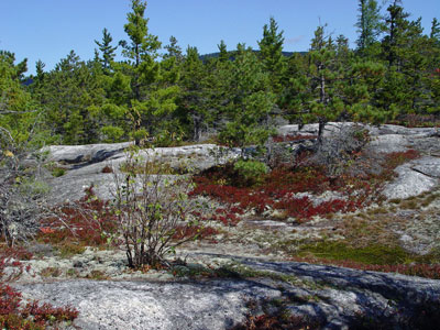 Picture showing Red Pine Woodland community