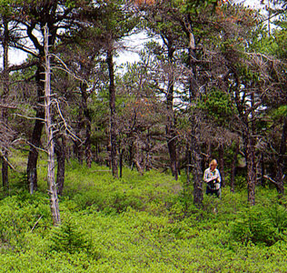 Picture showing an ecologist working in Jack Pine Woodland community