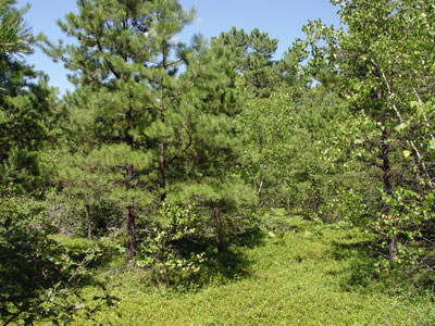 Picture showing Pitch Pine - Scrub Oak Barren community