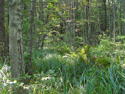 Picture showing Red Maple Swamp community