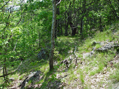 Picture showing Oak - Ash Woodland community