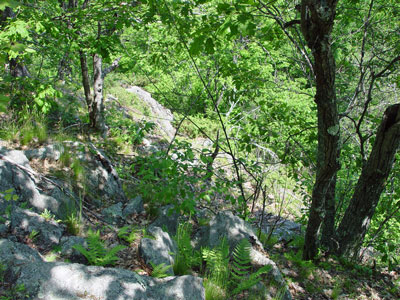 Picture showing Oak - Ash Woodland community