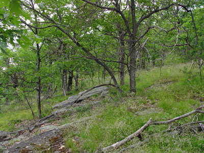 Picture showing Oak - Pine Woodland community