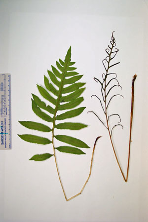 Photo: Woodwardia areolata specimen
