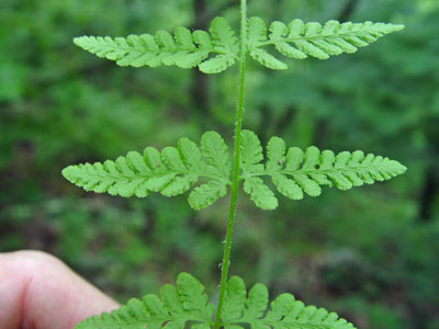 Photo: Woodsia obtusa