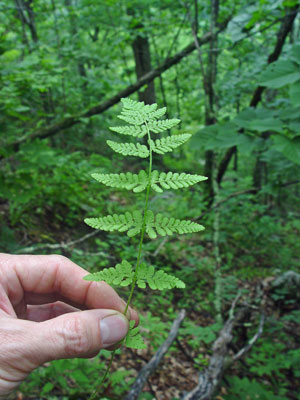 Photo: Woodsia obtusa