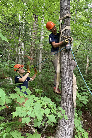 MCC Field Team climbing a tree.