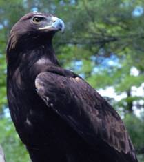 Golden eagle