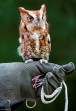 Owl on rehabilitator's glove.