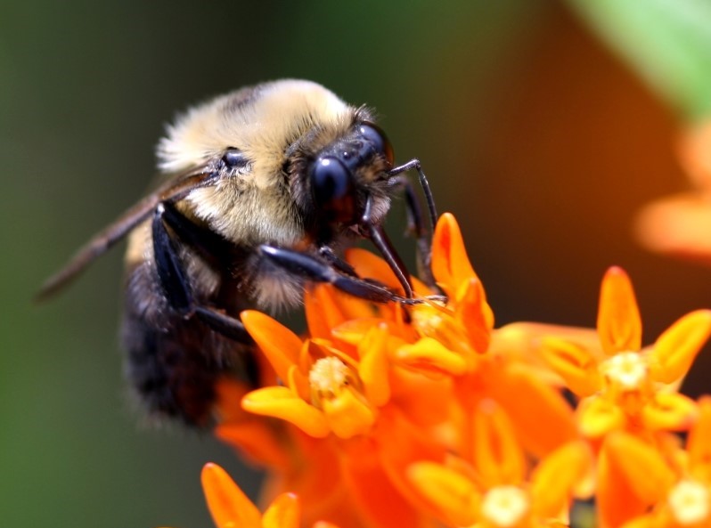 Bumblebee on Milkweed