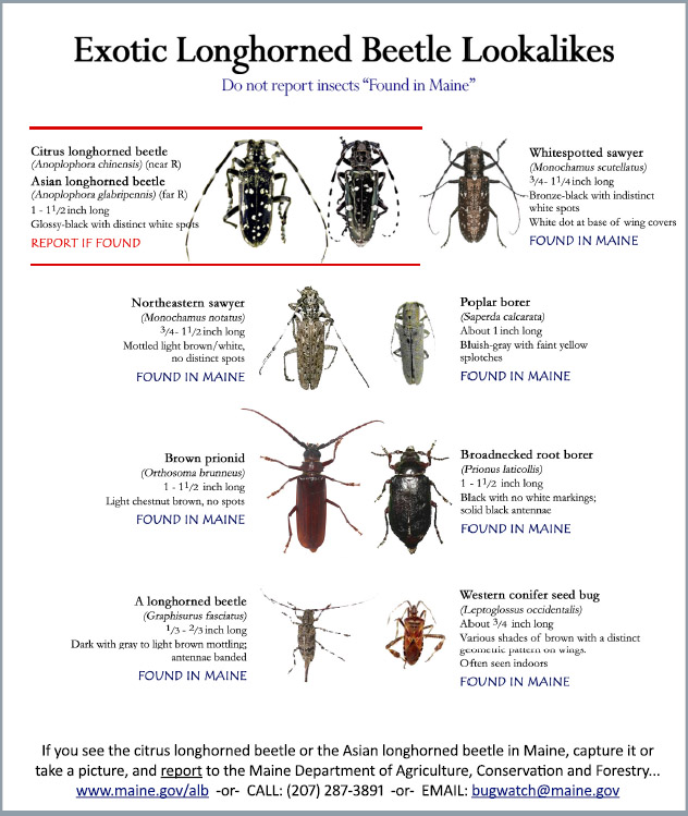 ALB comparison sheet