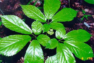 Ginseng Plant
