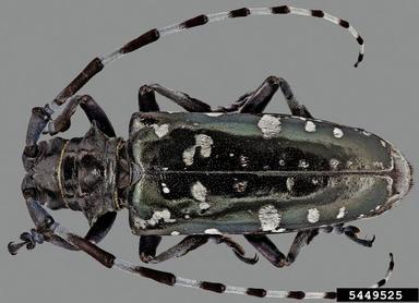 Asian longhorned beetle adult