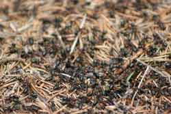 allegheny mound ants