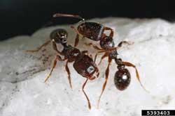 pavement ant adults