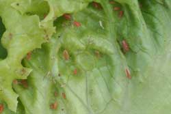 aphids on lettuce