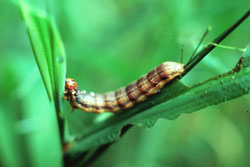 armyworm moth larva