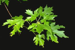 asiatic garden beetle leaf notch damage on silver maple