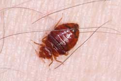 adult bedbug