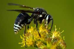 baldfaced hornet