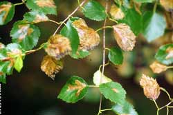 leaf damage caused by birch leafminer