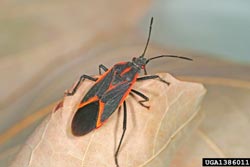 adult boxelder bug