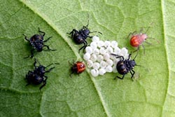 brown marmorated stink bug life stages