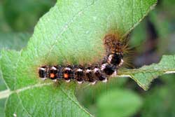browntail moth larva (caterpillar)