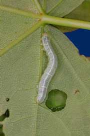 bruce spanworm larva