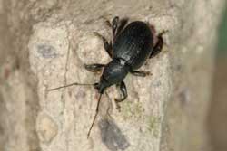 black vine weevil adult