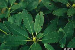 black vine weevil damage