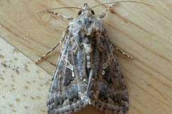 cabbage looper adult