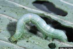 cabbage looper larvae