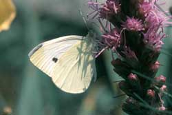 imported cabbageworm adult