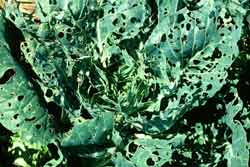 imported cabbageworm damage