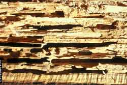 wood damage from carpenter ants