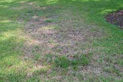 chinch bug damage on lawn