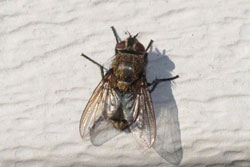 cluster fly adult