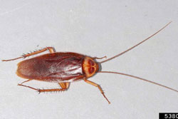 American cockroach