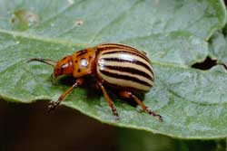 Colorado potato beetle adult