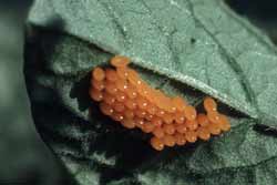 Colorado potato beetle eggs