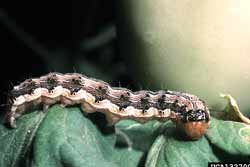 corn earworm larva