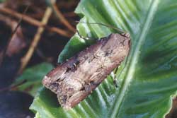 black cutworm adult