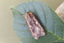 variegated cutworm adult