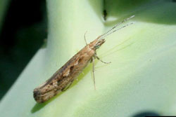 diamondback moth adult