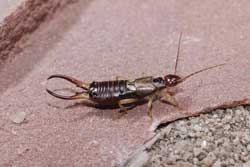 earwig